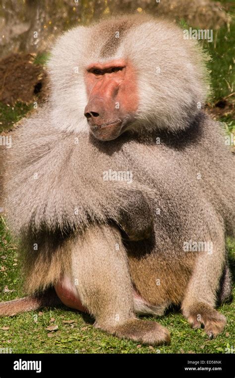 A male Baboon sitting on grass Stock Photo - Alamy