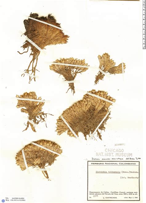 Distichia muscoides | Rapid Reference | The Field Museum