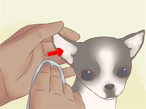 How to Care for Your Chihuahua Puppy (with Pictures) - wikiHow