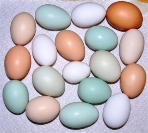 Ameraucana Chicken Eggs