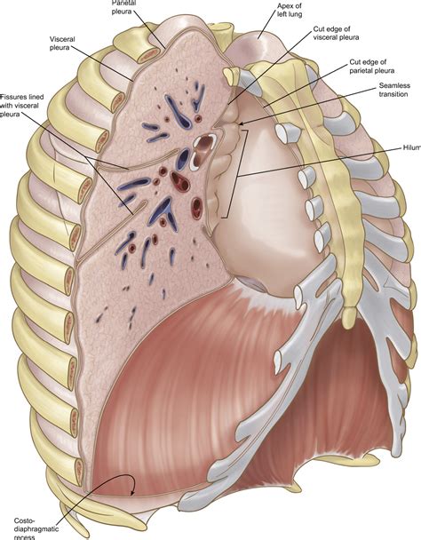 Figure 2 from Anatomy of the pleura. | Semantic Scholar