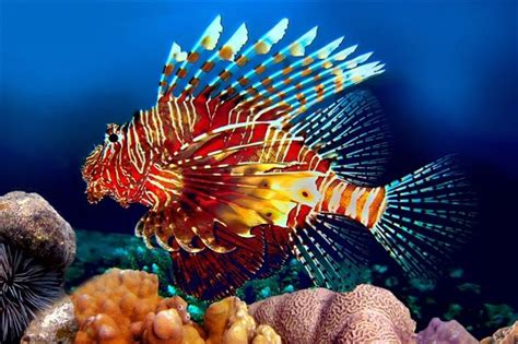 7 Pics Lionfish Facts For Kids And View - Alqu Blog