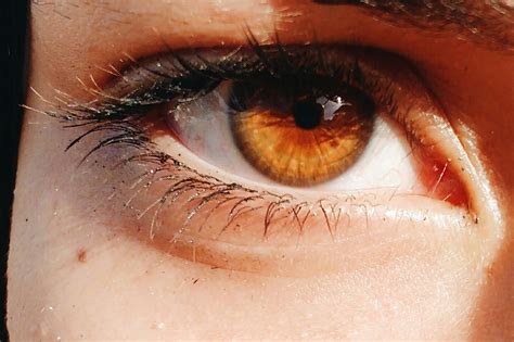 Amber eyes science myths and personality traits of amber eyed people – Artofit