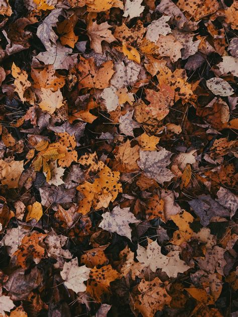 Fall leaves | Autumn aesthetic, Dark autumn, Fall