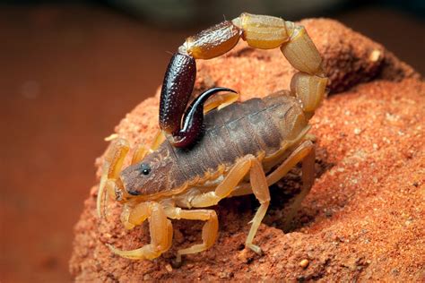 Victoria's 13 scorpion species and why they are not as venomous as ...