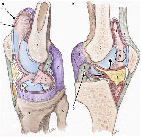 Anatomy, Physiology, and Biomechanics of the Native Knee | Musculoskeletal Key