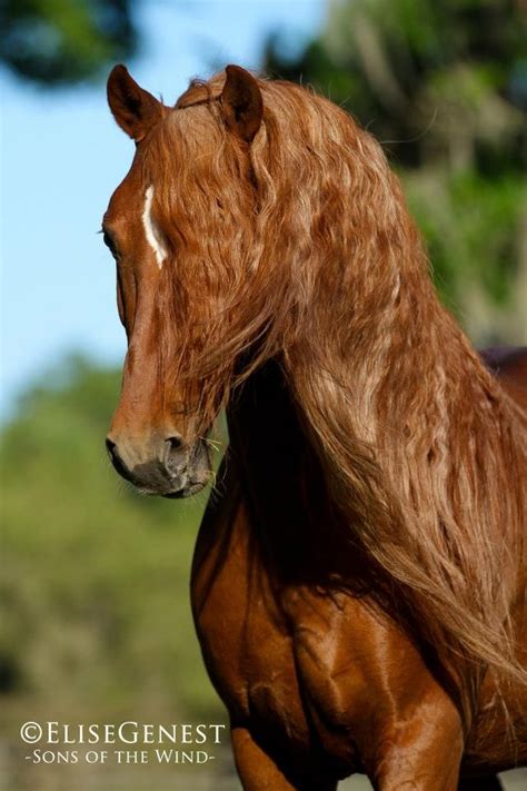 Pura Raza Espanola Yeguada Herrera Caballos Espanoles Caballos Bailadores Andalusian Lusitano ...