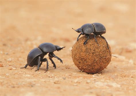 How dung beetles are guided by the Milky Way | Beetle, Insects, Animals