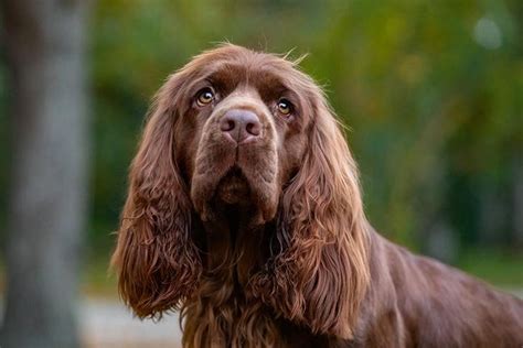 Sussex Spaniel: History, Temperament, Care, Exercise, & Pictures