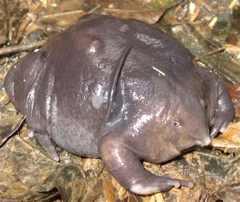 Purple Frog - It's Nature