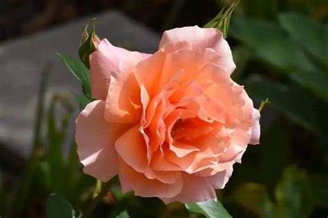 Orange Roses Meaning – A Complete Guide - SONG OF ROSES