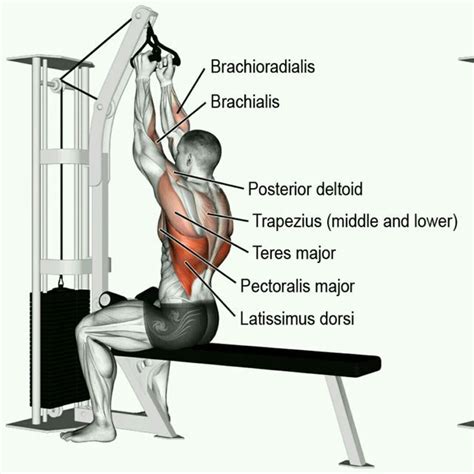 Neutral Grip Lat Pull-down | Lat pull down, Bicycle crunches exercise ...