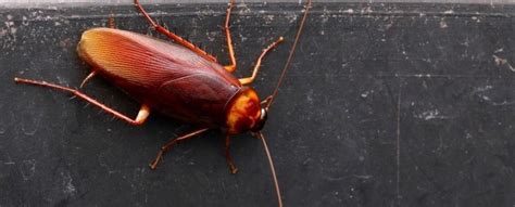 Cockroach Milk As A New Superfood - Neatorama