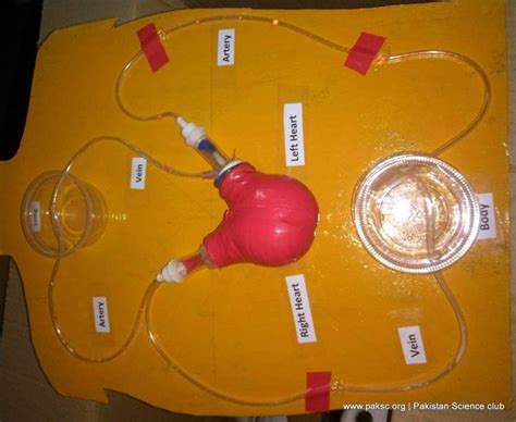 working model of heart and circulatory system of human | Human body systems projects, Body ...