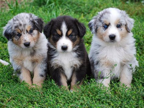 Rules of the Jungle: Australian shepherd puppies