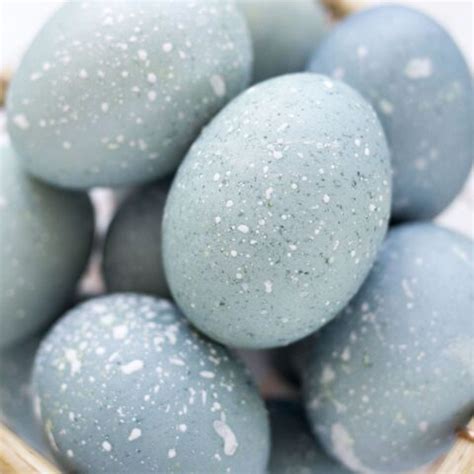 How to Dye Easter Eggs with Blueberries • Freutcake