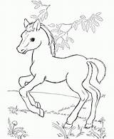 Detailed Horse Coloring Pages At GetColoringscom  Free Printable sketch template