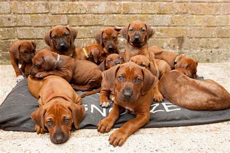 Ridgeback Pups at one of their quieter moments