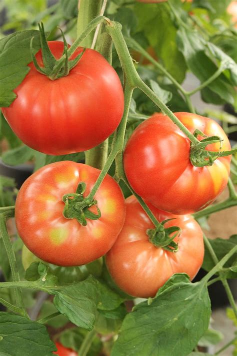 HD wallpaper: beefsteak tomato, tomatoes, vegetables, plant, harvest, food and drink | Wallpaper ...