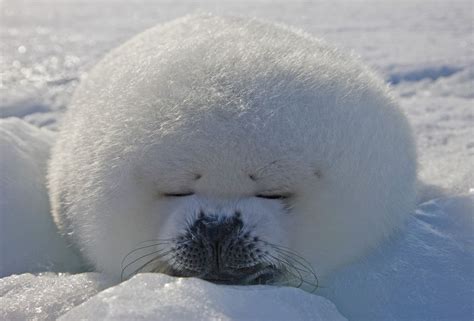 The Only Tools You Need To Drift Away To Dreamland Harp Seal Pup, Baby Harp Seal, Baby Seal ...