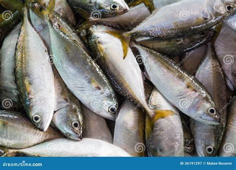 Short mackerel stock image. Image of mackerel, marine - 36191297