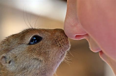 Gambar : binatang menyusui, hamster, hewan pengerat, fauna, merapatkan, cambang, kasih sayang ...