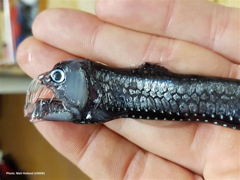 Viperfish live up to 40 years and have no preferred prey. They will ...