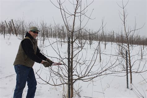 Pruning and Keeping Your Fruit Trees Healthy - Weavers Orchard