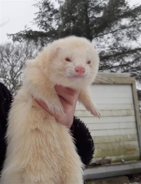 An albino ferret being held infront of an old cargo container. A pine tree in the background and ...