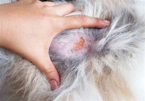 9 Common Dog Skin Problems with Pictures (Prevention and Treatment ...