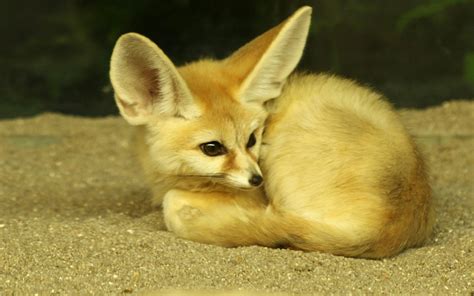 Pin by Amanda Stuedemann on Foxes | Animal adaptations, National animal, Animals
