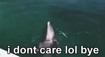 Dolphin Swim GIF - Dolphin Swim Backwards - Discover & Share GIFs