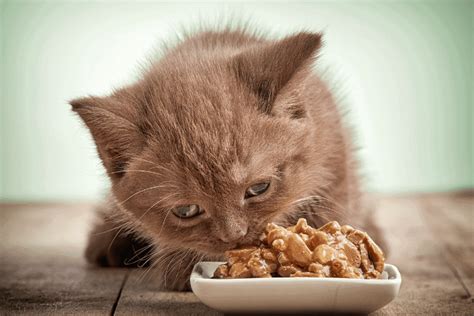Weruva Low Phosphorus Cat Food Review (+ Top Alternatives)