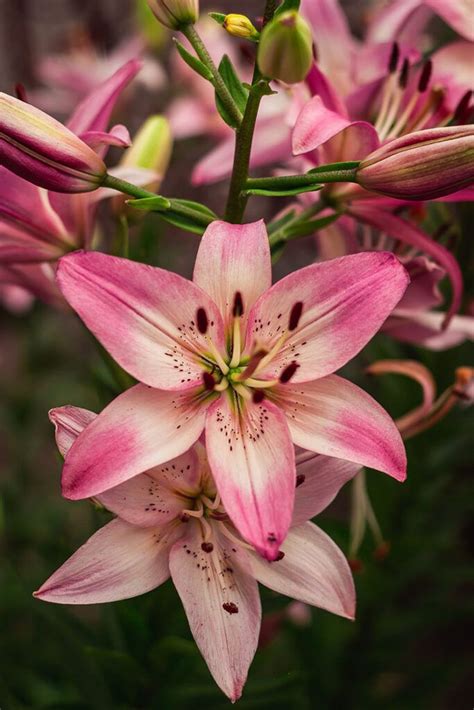 How to Plant Bulbs in the Garden: 26 Bulbs Planting Guide | Lily flower ...