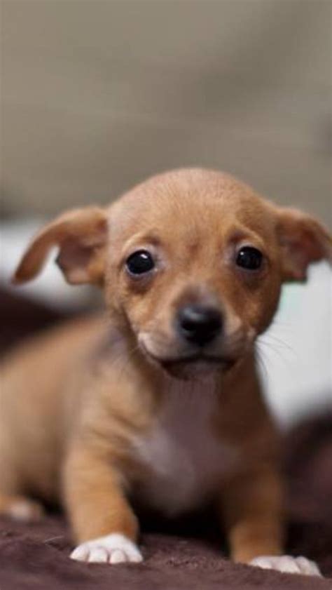 28++ Chiweenie puppies information