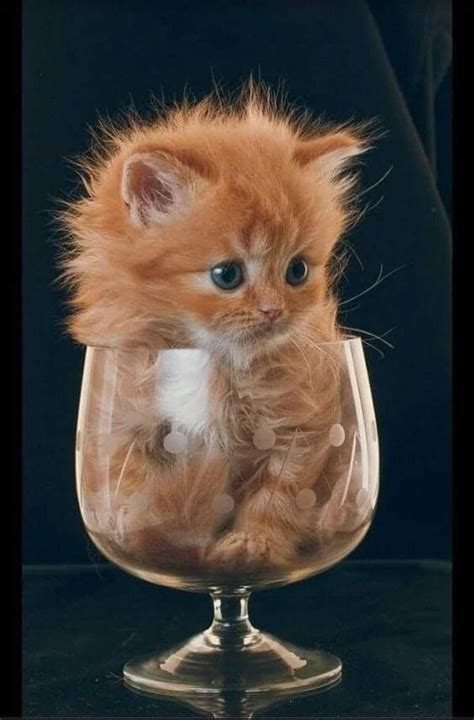 Pin by Jacqueline Robat on XOXO | Teacup kitten, Fluffy kittens, Kittens cutest