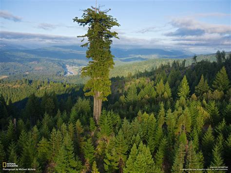 Hyperion: World’s Tallest Tree Lies in a Hidden Location | Gadgets ...