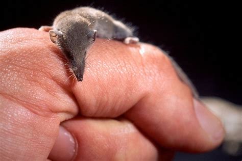 Top 10 Smallest Animals In The World - Red Rock Scenic By Way