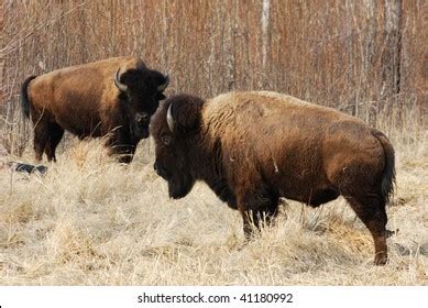 Wild Bison Herd Wandering Elk Island Stock Photo 41180992 | Shutterstock