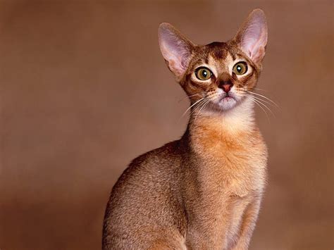 HD wallpaper: Abyssinian Cat Close Up, brown short coat cat, vigilant, cute | Wallpaper Flare