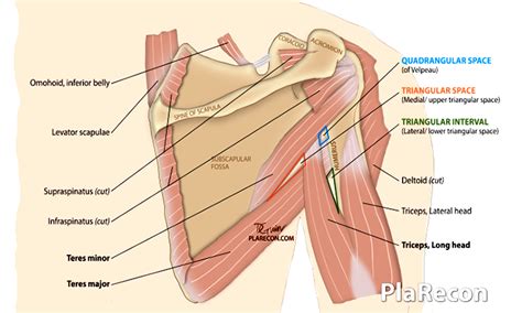 Triangular, Quadrangular Parascapular Spaces- Anatomy