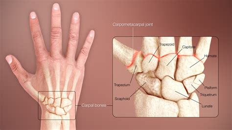 Hand and Upper Limbs - StoryMD