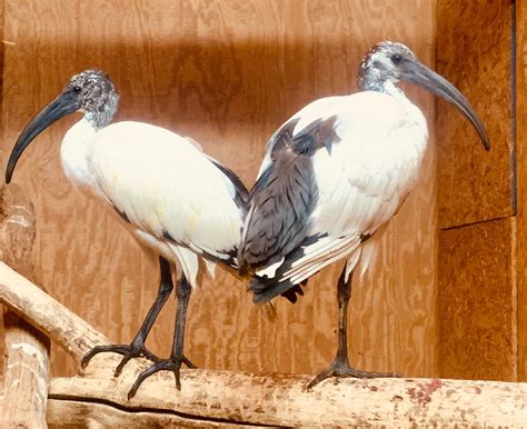 Sacred Ibis - Creation Kingdom Zoo