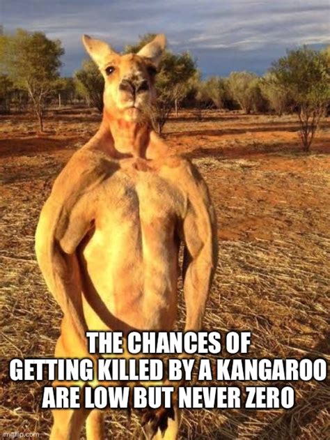 kangaroo Memes & GIFs - Imgflip