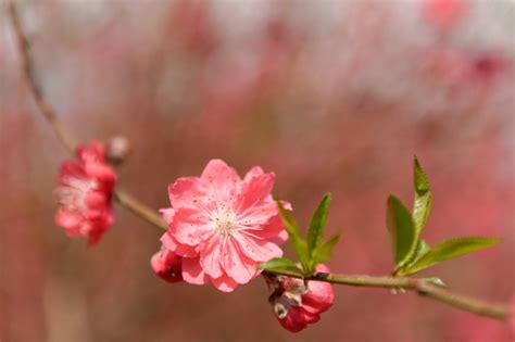 What’s Essential for Chinese New Year? Peach Blossoms