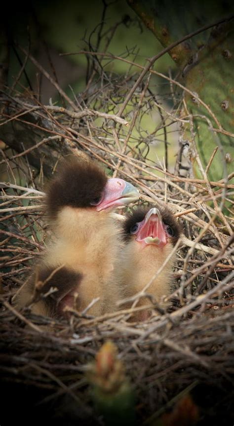 Baby Caracara Chicks Photograph by Butch Ramirez | Fine Art America