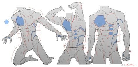 Muscle Drawing Reference and Sketches for Artists