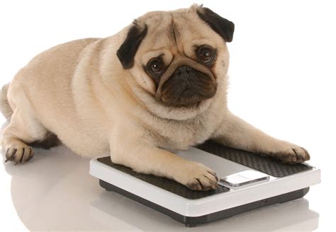 Overweight dogs die sooner, have 'poorer quality of life'