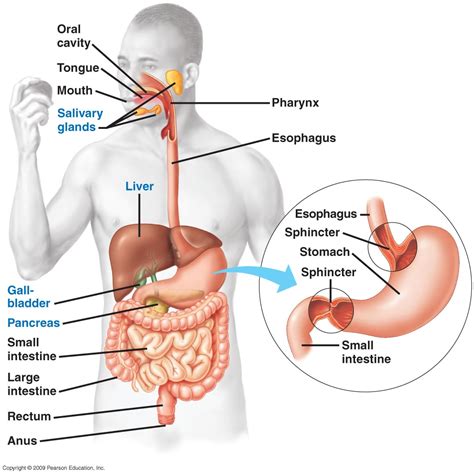 The Digestive System | Methamphetamine