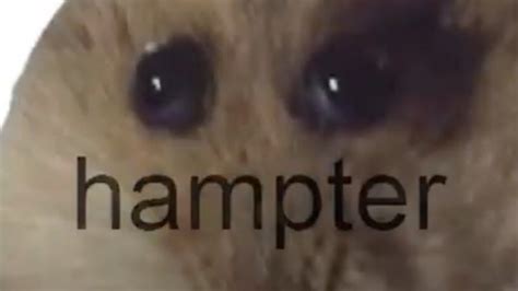 "Hampter" Becomes Bewildering Meme Trend https://goo.gl/pwcYRb